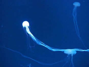 Close-up of jellyfish in sea