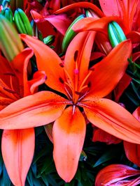 Close-up of red lilies