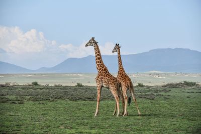 View of giraffe on field against sky