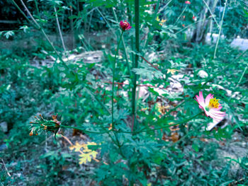 Close-up of flowering plants on land