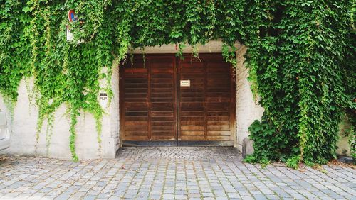 Exterior of ivy growing on tree