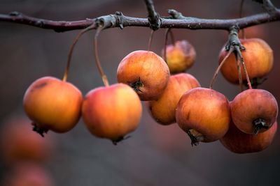 Close-up of fruits hanging on tree