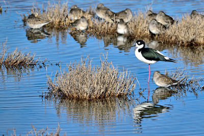 Bird in a lake