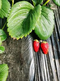 Close-up of strawberry in water