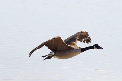 Bird flying over a lake