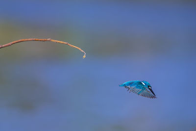 Close-up of bird flying against blue sky