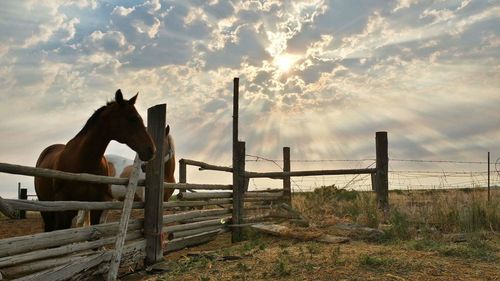 Horse on field against sky during sunset