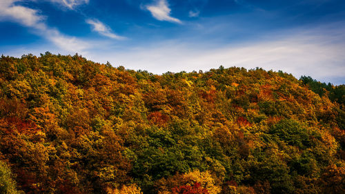 Colorful fall forest landscape, autumn forest and blue sky