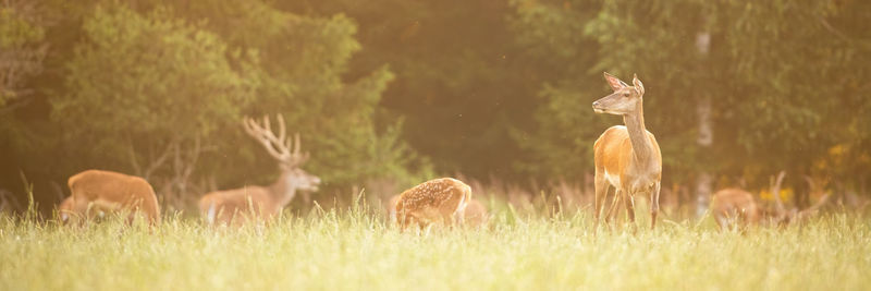 Flock of sheep grazing in field