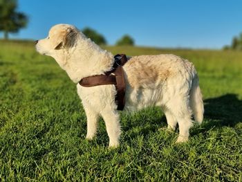 Horse standing in a field