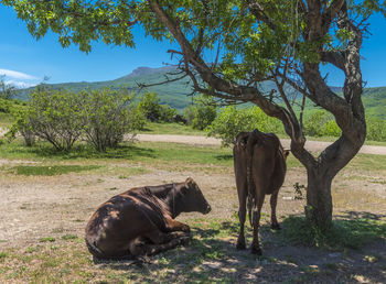 Horse grazing on field