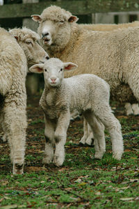 Sheep in a field