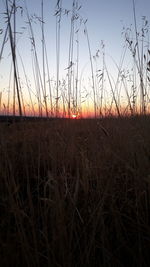 Scenic view of field against sky during sunset