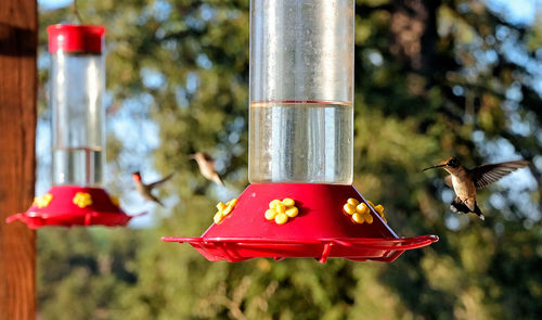 Red bird feeder hanging humming bird