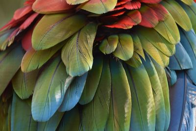 Close-up of parrot feathers