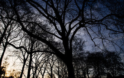 Low angle view of silhouette tree against sky