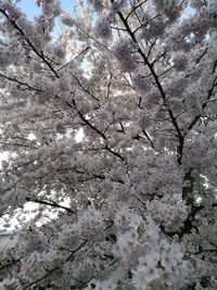 Low angle view of apple blossoms in spring