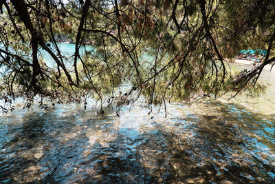 Scenic view of river amidst trees in forest