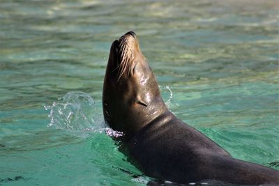 Close-up of sea lion in water