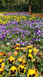 Close-up of yellow flowering plants in park