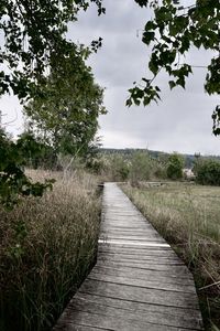 Boardwalk along plants on land