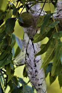 Close-up of flowering plant