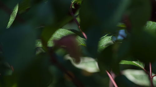 Close-up of fresh green plant