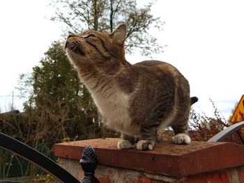 Close-up of cat sitting on tree against sky