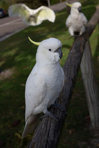 View of bird perching on tree