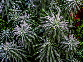 Full frame shot of leaves
