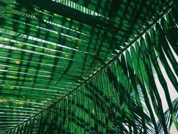Low angle view of palm tree leaves