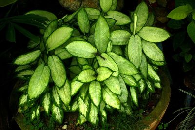 Full frame shot of green plant