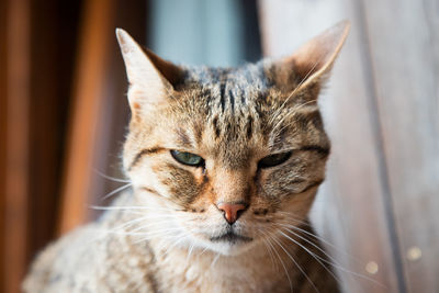 Ritratto felino di uno dei miei gatti