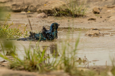 View of birds swimming in lake