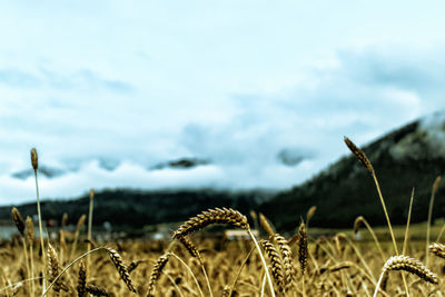 Close-up of wheat field against sky