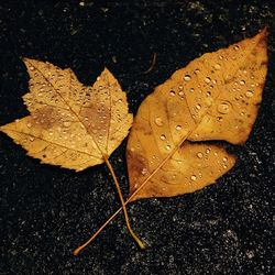 Close-up of maple leaves on water
