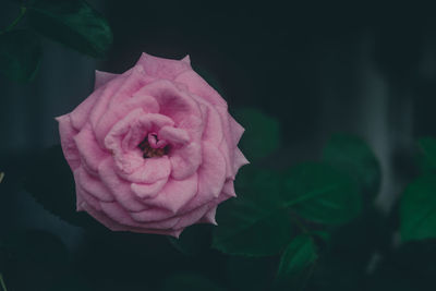 Close-up of pink rose