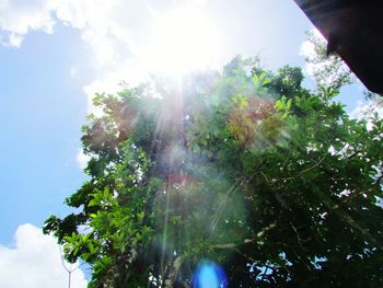 Sun shining through trees