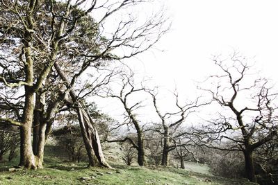 Bare trees on landscape against sky