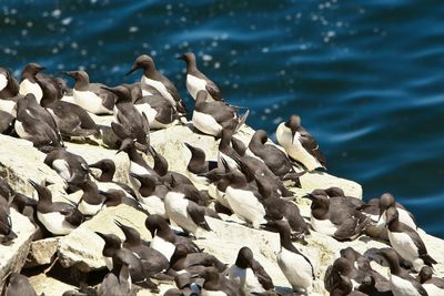 Flock of birds perching on rock by sea