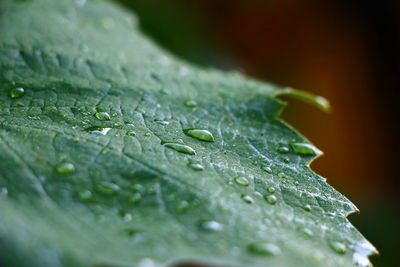 Close-up of raindrops on leaf