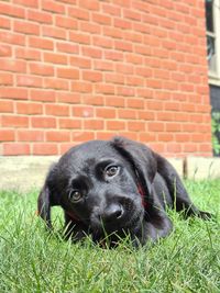 Portrait of black dog sitting on grass