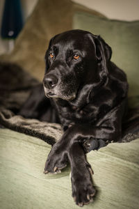 Black labrador relaxing on a sofa
