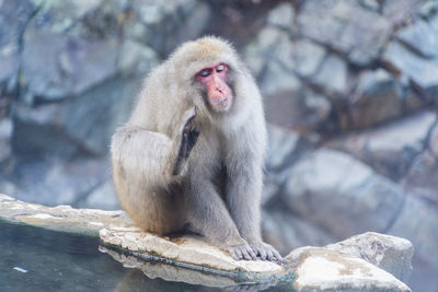 Monkey sitting on rock