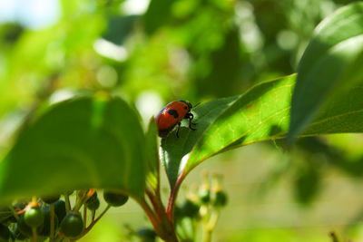 Close-up of ladybug on leaf