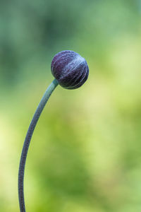 Close-up of purple flower buds growing outdoors