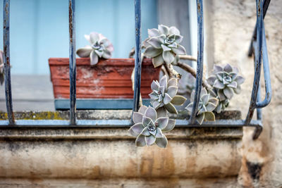 Close-up of potted plant against window