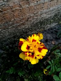 Close-up of yellow flower blooming outdoors