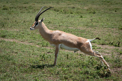 Deer on field