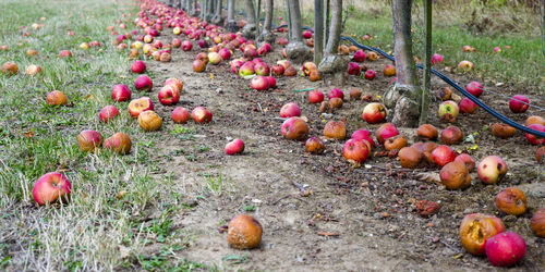 View of apples on field